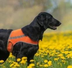 FinNero Vilkkuvalot Ja Huomiotuotteet^ATTE huomioliivi, M, oranssi