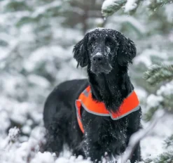 FinNero Vilkkuvalot Ja Huomiotuotteet^ATTE huomioliivi, M, oranssi