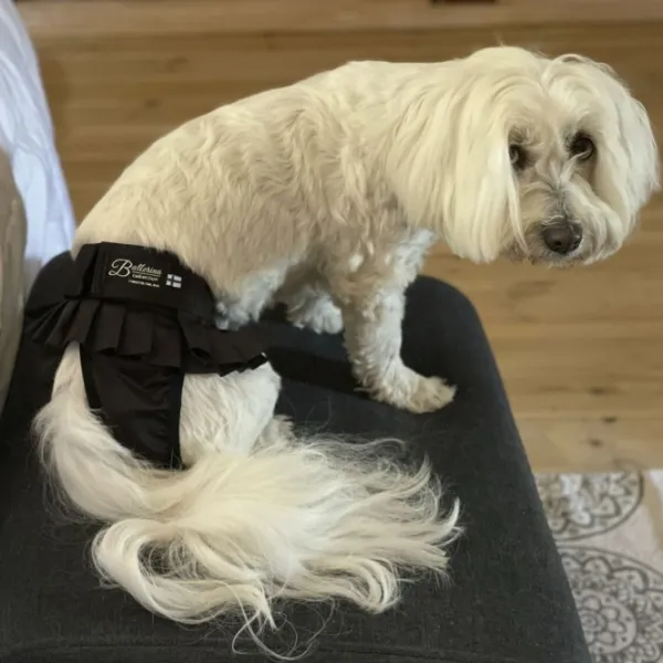 FinNero Narttujen Ja Urosten Suojat^BALLERINA narttujen juoksuhousut, XS, musta