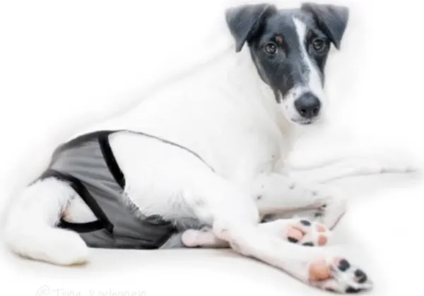 FinNero BRENDA narttujen juoksuhousut, M-XL, tummanharmaa| Narttujen Ja Urosten Suojat