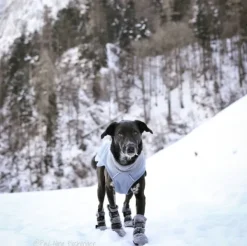 FinNero Koiran Tossut^Hundsko HALLA koiran tossut, XL, 4-pack, Reflex Grå
