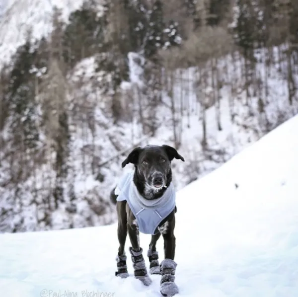 FinNero Koiran Tossut^Hundsko HALLA koiran tossut, XL, 4-pack, Reflex Grå