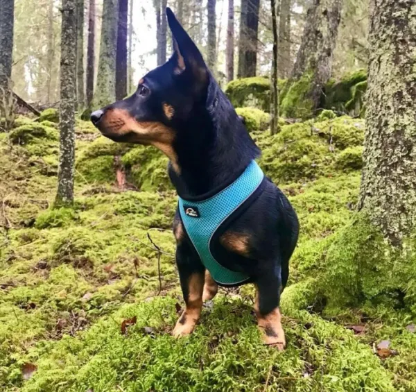 FinNero Valjaat^LIGHT Reflective Harness Pink L