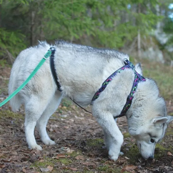 FinNero RESCUE valjas stoppari, musta| Valjaat