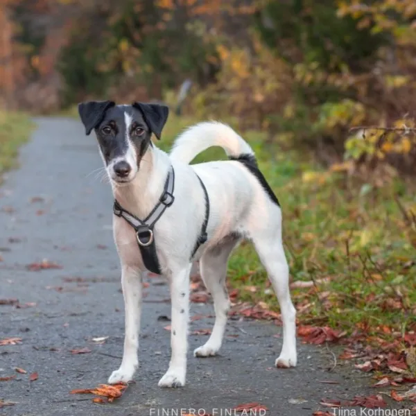 FinNero SALO valjaat, L, musta| Valjaat