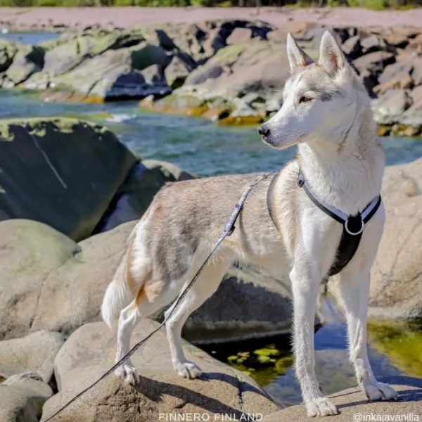 FinNero SALO valjaat, L, musta| Valjaat