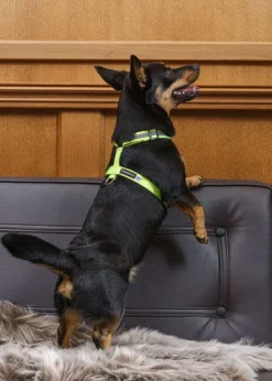 FinNero SALO valjaat, XS, neonkeltainen| Valjaat