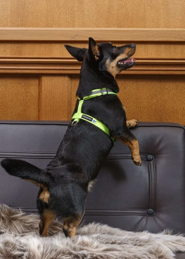 FinNero SALO valjaat, XS, neonkeltainen| Valjaat