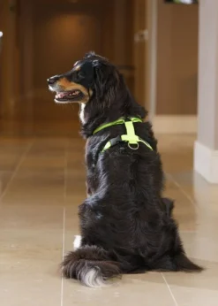 FinNero SALO valjaat, XS, neonkeltainen| Valjaat