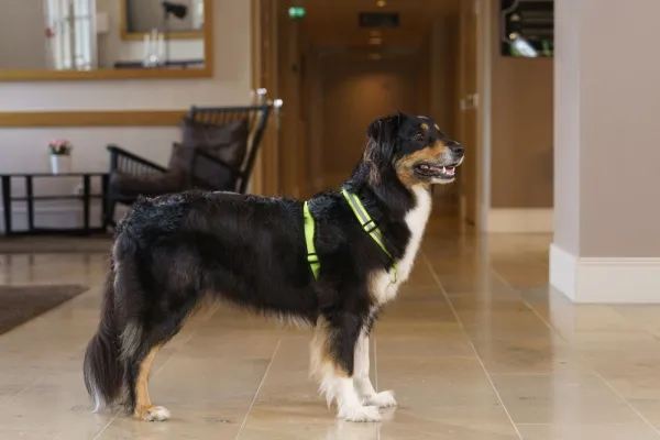 FinNero SALO valjaat, XS, neonkeltainen| Valjaat