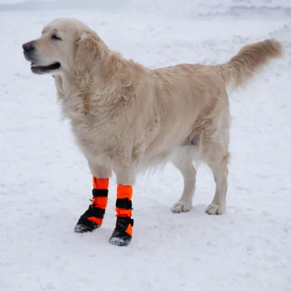 FinNero Koiran Tossut^SULO tossut, XS-S, 2kpl, oranssi