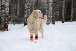 FinNero Koiran Tossut^SULO tossut, XS-S, 2kpl, oranssi