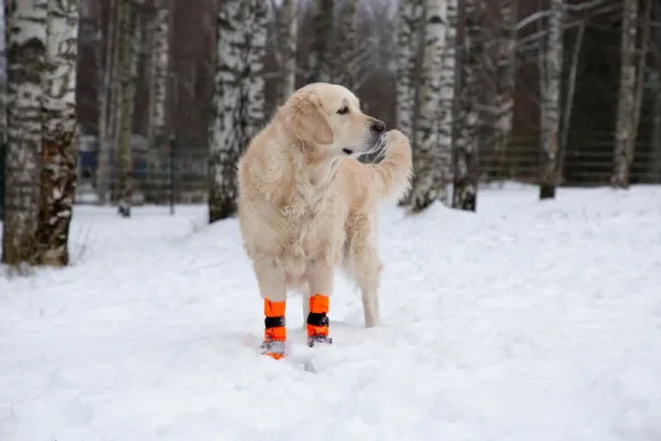 FinNero Koiran Tossut^SULO tossut, XS-S, 2kpl, oranssi