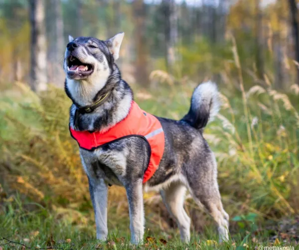 FinNero Liivit^UKKO huomioliivi, XS, punainen/keltainen