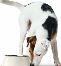 HUNTER Koirankupit^Bowl Melamin koirankuppi, 700 ml, White