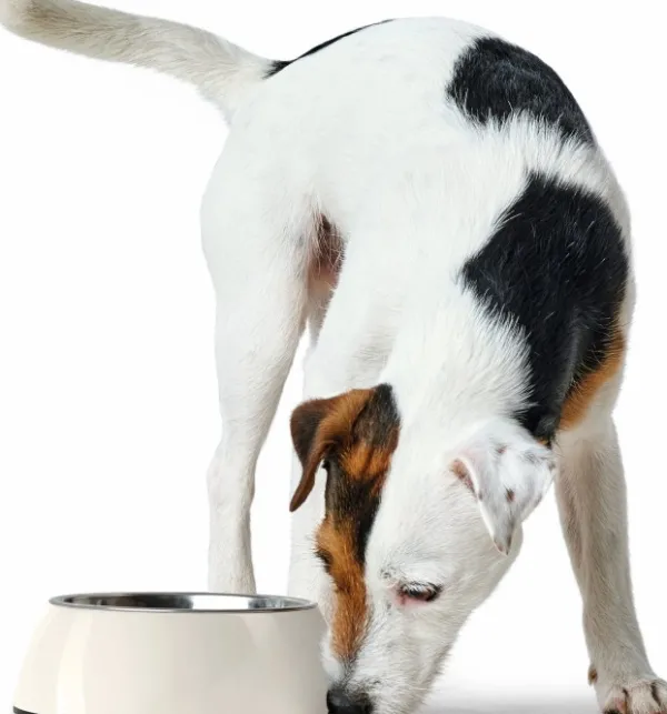 HUNTER Bowl Melamin koirankuppi, 160 ml, White| Koirankupit