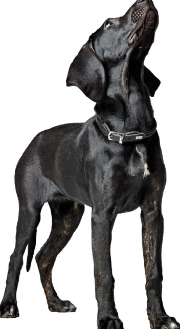 HUNTER Kaulapannat^Collar R&S Canadian UP kaulapanta, L/60, Cognac