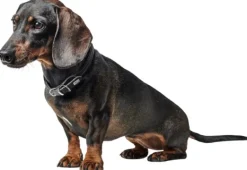 HUNTER Kaulapannat^Collar R&S Canadian UP kaulapanta, M-L, Black