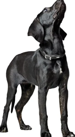 HUNTER Kaulapannat^Collar R&S Canadian UP Black L/60