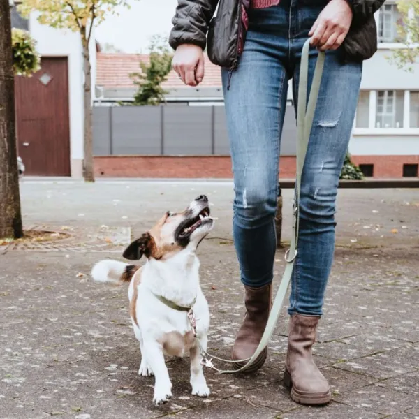 HUNTER Inari T-Leash koiran talutushihna, 20/200 cm, Linden Green| Taluttimet