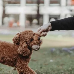 HUNTER Inari Toy Dog Ball koiran heittolelu, M, Tan| Noutolelut