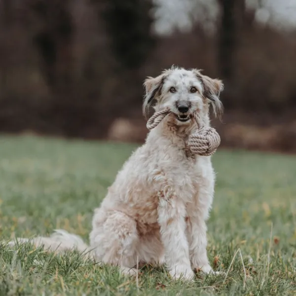 HUNTER Inari Toy Dog Ball koiran heittolelu, M, Tan| Noutolelut