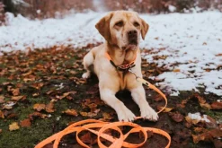 HUNTER Jälkiliinat^Leash Convenience jälkiliina, 15/1200, Orange