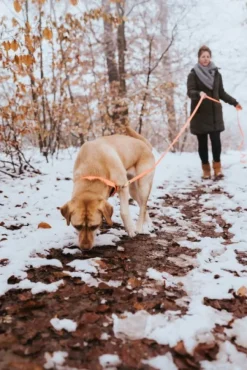 HUNTER Jälkiliinat^Leash Convenience jälkiliina, 15/1200, Orange