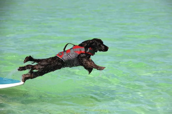 HUNTER Pelastusliivit^Moss Pelastusliivi