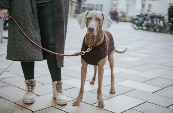 HUNTER T-Collar R&S Canadian UP puolikuristava kaulapanta, L-XL/60, Cognac| Kaulapannat