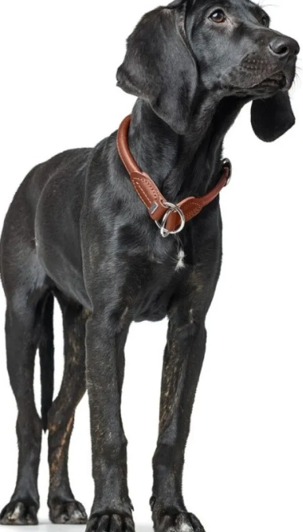 HUNTER T-Collar R&S Canadian UP puolikuristava kaulapanta, M-L, Cognac| Kaulapannat