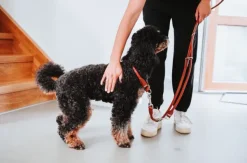 HUNTER Taluttimet^T-Leash R&S Canadian UP Cognac 10/200