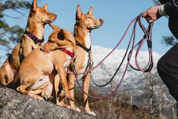 Hurtta Casual Half Choke Collar ECO puolikuristava panta, 25 - 45 cm, ruskeaoranssi| Kaulapannat