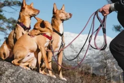 Hurtta Kaulapannat^Casual Half Choke Collar ECO puolikuristava panta, 25 - 45 cm, minttu