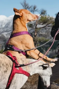 Hurtta Valjaat^Casual Harness ECO valjaat, 50 - 80 cm, punainen