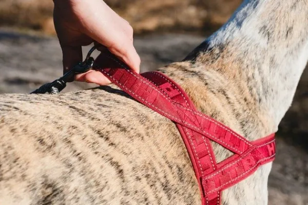 Hurtta Valjaat^Casual Harness ECO valjaat, 50 - 80 cm, musta