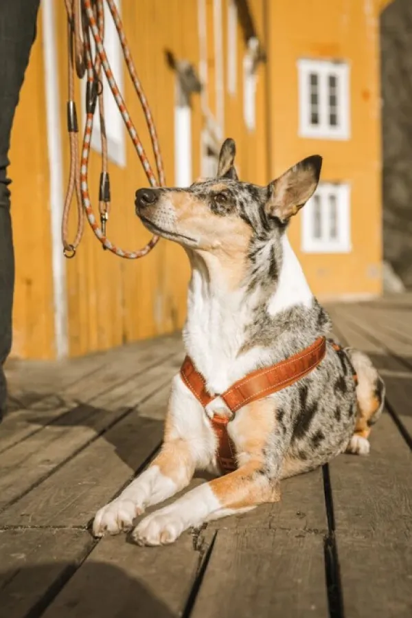 Hurtta Valjaat^Casual Y-Harness ECO valjaat, 80 - 100 cm, ruskeaoranssi