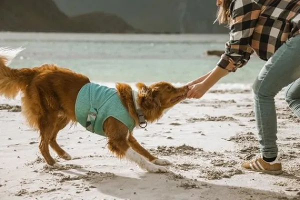 Hurtta Cooling Wrap koiran viilennysliivit, 75–85 cm, vaaleansininen| Viilennys Ja Aurinkosuoja