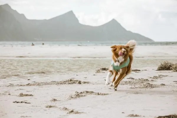 Hurtta Cooling Wrap koiran viilennysliivit, 75–85 cm, vaaleansininen| Viilennys Ja Aurinkosuoja