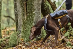 Hurtta Koiran Reput^Expedition Pack ECO koiran reppu, 45-65cm, Blackberry