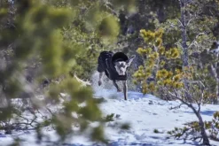 Hurtta Extreme Warmer III ECO koiran talvitakki, 55-65 cm, Raven| Talvitakit