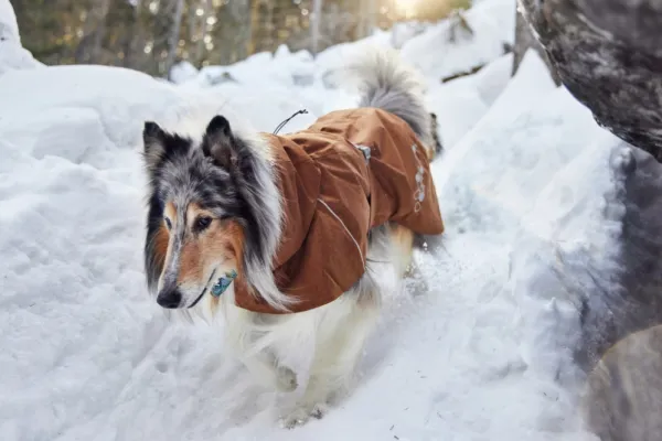 Hurtta Sadetakit^Monsoon Coat II ECO koirantakki, 80 cm, Desert