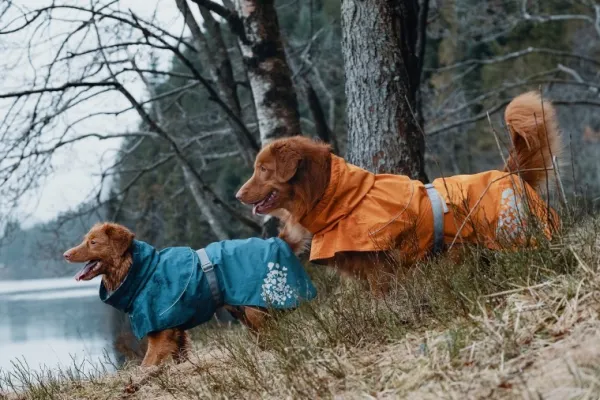 Hurtta Monsoon Coat koiran sadetakki, 55 cm, Blackberry| Sadetakit