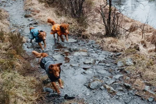 Hurtta Monsoon Coat koiran sadetakki, 55 cm, Blackberry| Sadetakit