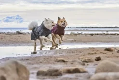 Hurtta Sadetakit^Rainwear Mudventure Coat ECO sadetakki, 40-55 cm, Blackberry