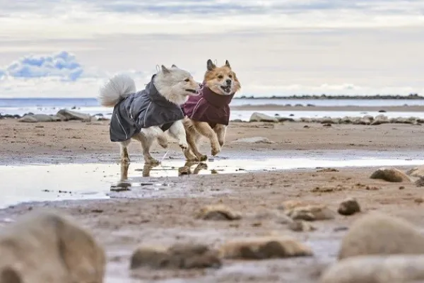 Hurtta Sadetakit^Rainwear Mudventure Coat ECO sadetakki, 40-55 cm, Blackberry