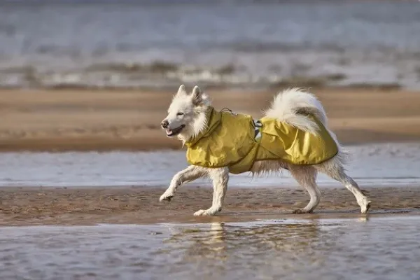 Hurtta Rainwear Mudventure Reflective Coat sadetakki, 25-35 cm, Turmeric| Sadetakit