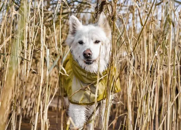 Hurtta Rainwear Mudventure Reflective Coat sadetakki, 25-35 cm, Turmeric| Sadetakit