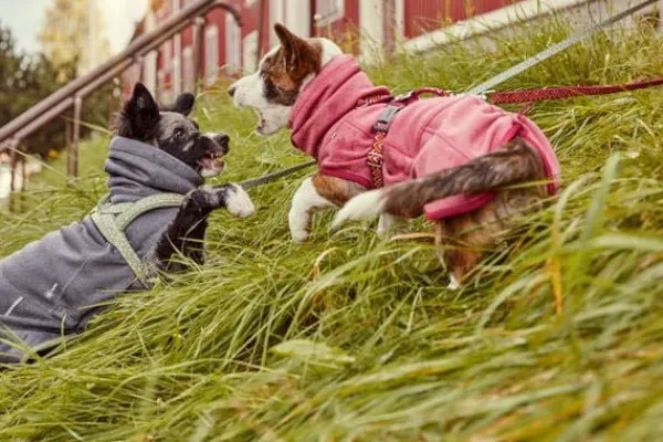 Hurtta Fleecetakit^Razzle Dazzle Midlayer koiran takki, 25-40 cm, pinkki