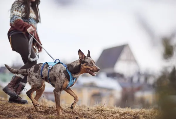 Hurtta Valjaat^Safeguard ECO Sele valjaat, 75-95cm, Ocean